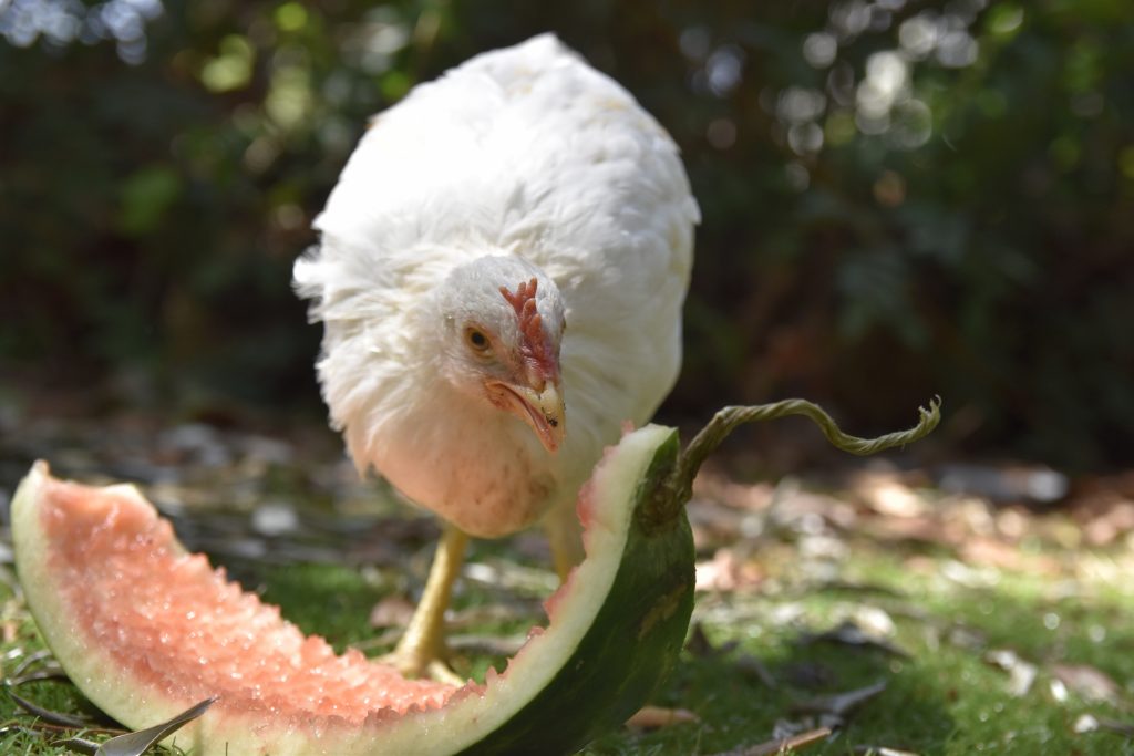 A csirke a kertben kiváló, ha nem akarunk komposztálással vesződni