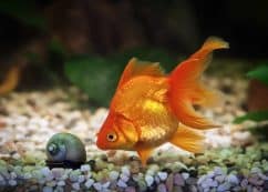 Goldfish,in,aquarium,with,green,plants,,and,stones