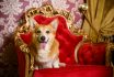 English,fashionable,breed,of,corgi,dogs.,favorite,breed,of,the