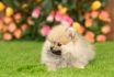 Pomeranian,spitz,puppy,lies,on,green,summer,grass,and,looks