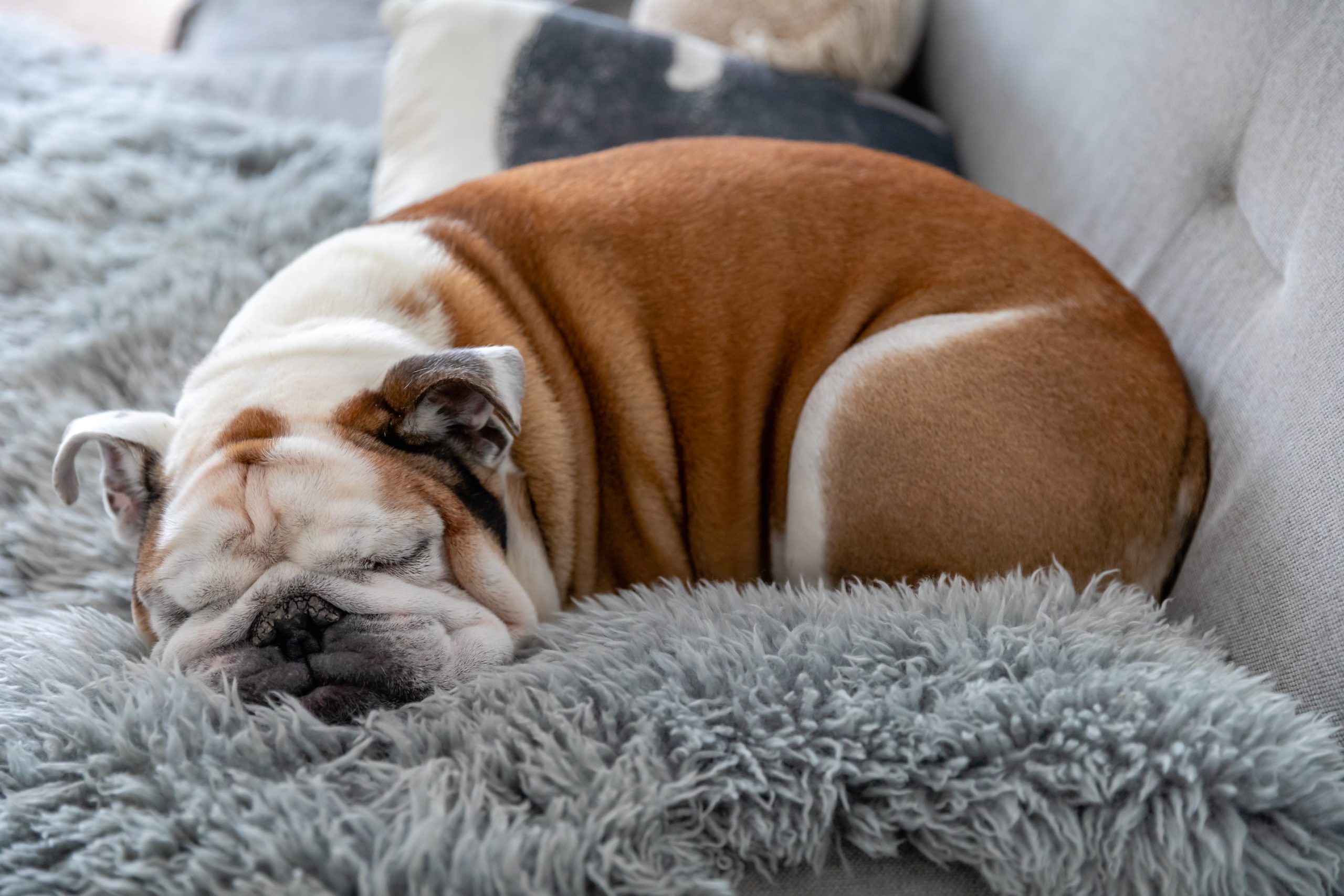 Cute,english,bulldog,sleeping,on,the,couch