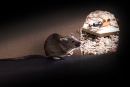 Nem kell feltétlenül megölnünk az egeret, ha bejut a házba / Kép forrása: Shutterstock / Puzzlepix