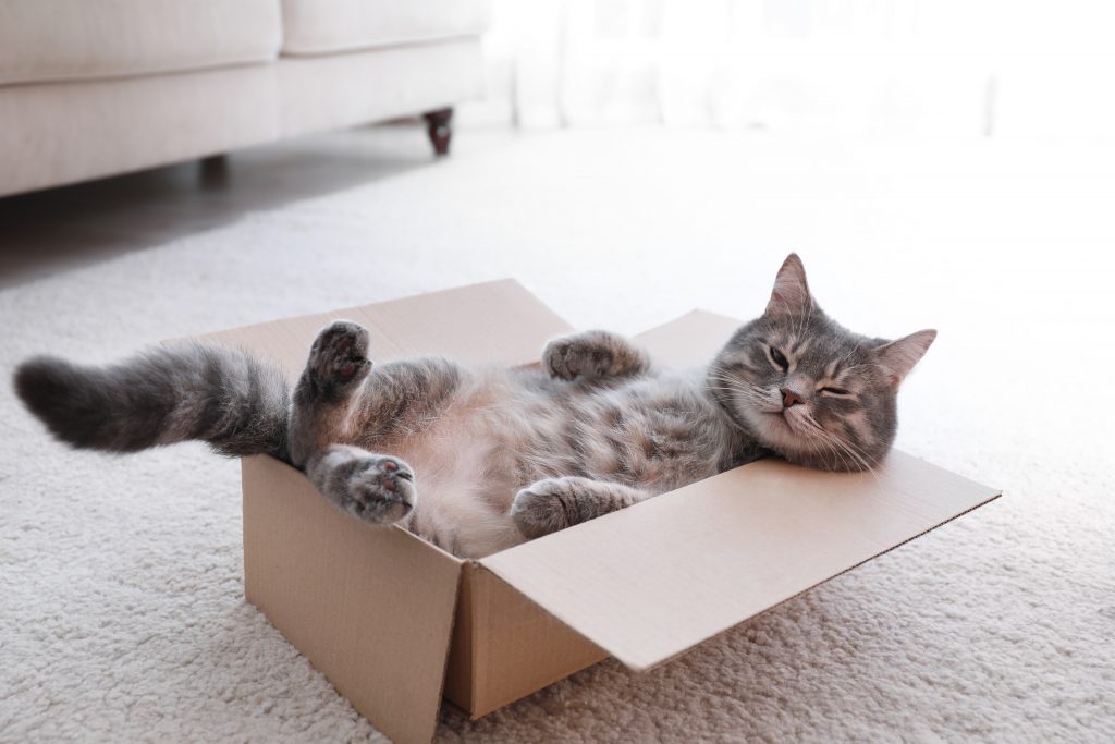 Cute,grey,tabby,cat,in,cardboard,box,on,floor,at
