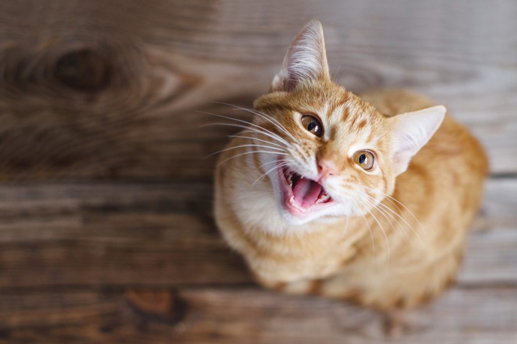 Ginger,tabby,young,cat,sitting,on,a,wooden,floor,looks