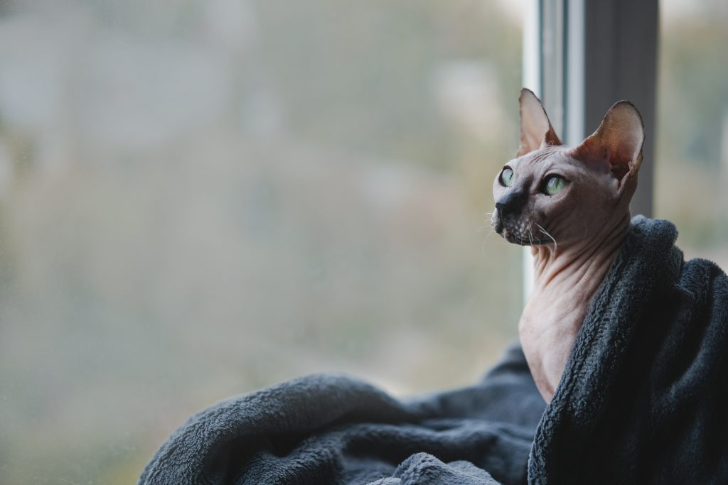 A szfinx macskák bőre különös odafigyelést igényel