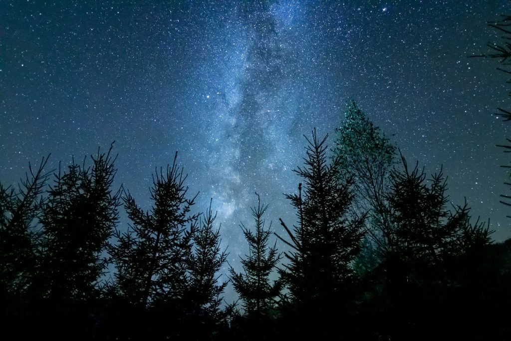 Forest,in,shadows,under,a,starry,sky,at,night,with
