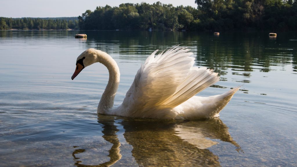 Wonderful,morning,with,swans,on,a,lake,in,hungary,,gyékényes