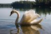 Wonderful,morning,with,swans,on,a,lake,in,hungary,,gyékényes