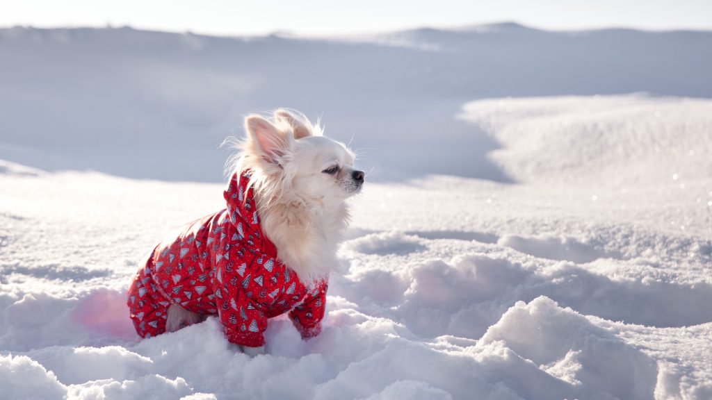 kutyakabát téli hideg 