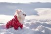 kutyakabát tél