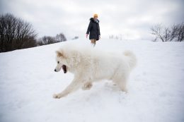 kutya védelme tél