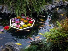 Koi Fish And Flowers In A Pond