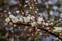Ne tévesszen meg a fák virágzása: nem jön még a végleges tavasz