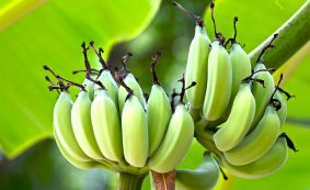 A boltban kapható banánokat kifejezetten úgy termesztik, hogy ne legyen magjuk