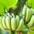 A boltban kapható banánokat kifejezetten úgy termesztik, hogy ne legyen magjuk