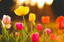 A tulipánok virágzás után is élnek