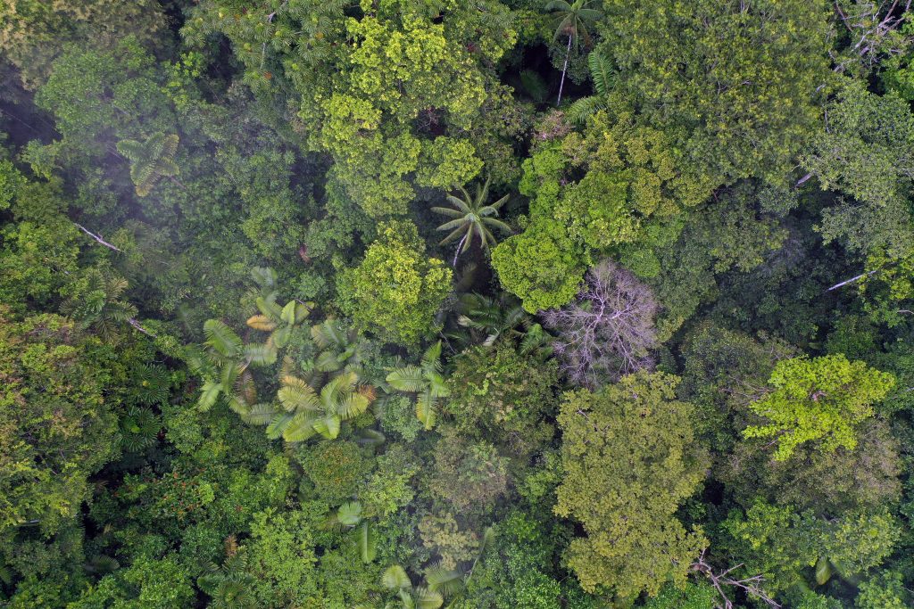 kolumbia esőerdő