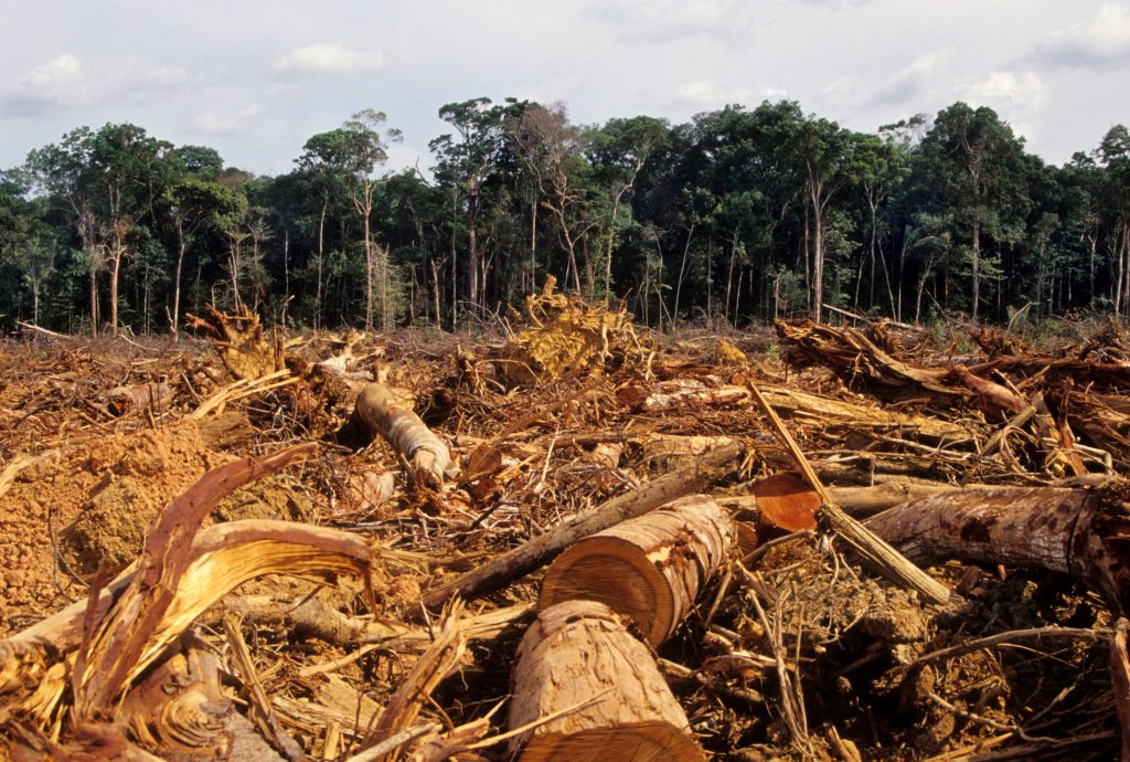 Amazonas esőerdő erdőirtás