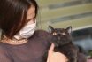 Girl In Medical Mask On Her Face Is Holding British Cat Breed.toxoplasmosis Protection Against Cat Infection For Humans.