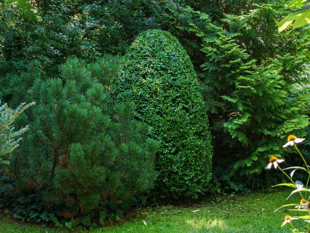 Az örökzöld sövény egész évben díszítheti a kertet, de csak akkor, ha megfelelően gondozzuk! / Kép forrása: Marina Denisenko / Getty Images