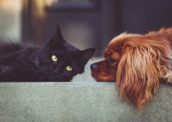 A kutyák sokkal jobban ránk vannak utalva, mint a macskák, tán ezért kötődünk hozzájuk jobban? / Kép forrása: Pixabay