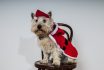 White Terrier Dog Dressed Wearing Santa Suit