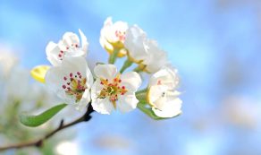 Jön a tavasz / Kép forrása: Pixabay