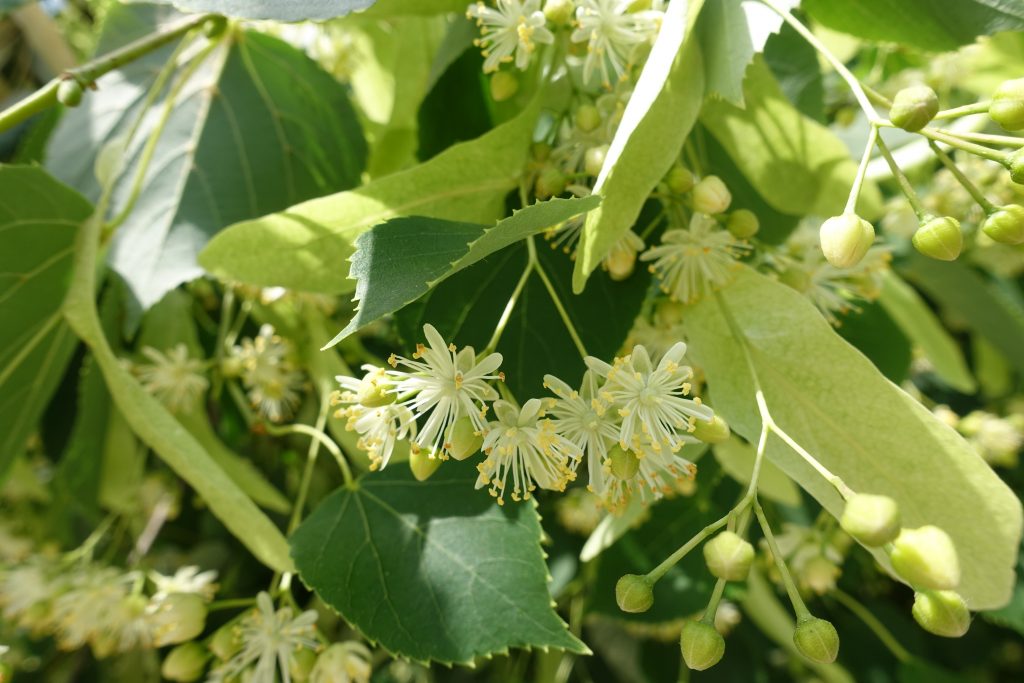 Small Yellow Green Flowers Of Linden Tree