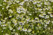 Flowers Of The German Chamomile, Matricaria Chamomilla, Bavaria, Germany, Europe