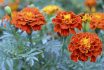 Orange Yellow French Marigold Or Tagetes Patula Flower On A Blurred Garden Background.marigolds.