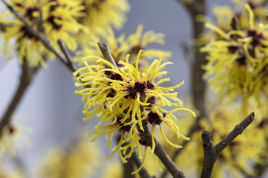Hamamelis Intermedia Yellow Winter Spring Flowering Plant, Group Of Amazing Witch Hazel Arnold Promise Flowers In Bloom