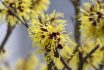 Hamamelis Intermedia Yellow Winter Spring Flowering Plant, Group Of Amazing Witch Hazel Arnold Promise Flowers In Bloom