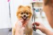 Pomeraninan Pet Groomer