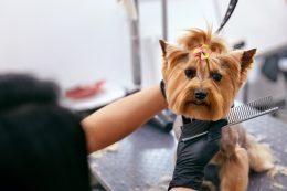 Grooming Dog. Pet Groomer Brushing Dog's Hair With Comb At Salon