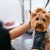 Grooming Dog. Pet Groomer Brushing Dog's Hair With Comb At Salon