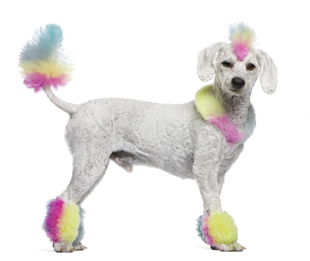 Poodle With Multi Colored Hair And Mohawk, Standing.