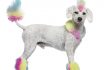 Poodle With Multi Colored Hair And Mohawk, Standing.