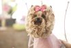 Yorkshire Terrier Dog Day At The Pet Grooming Salon