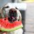 Labrador Retriever Eats With An Appetite Watermelon From Hands. Selective Focus.