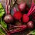 Red Beetroot With Green Leaves
