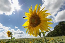 Sunflowers Are In Full Bloom