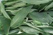 A Close Up On A Pile Of Sage Leaves