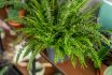 Nephrolepis Plants, Fern. Stylish Green Plant In Ceramic Pots On Wooden Vintage Stand On Background Of Gray Wall. Modern Room Decor. Sansevieria Plants