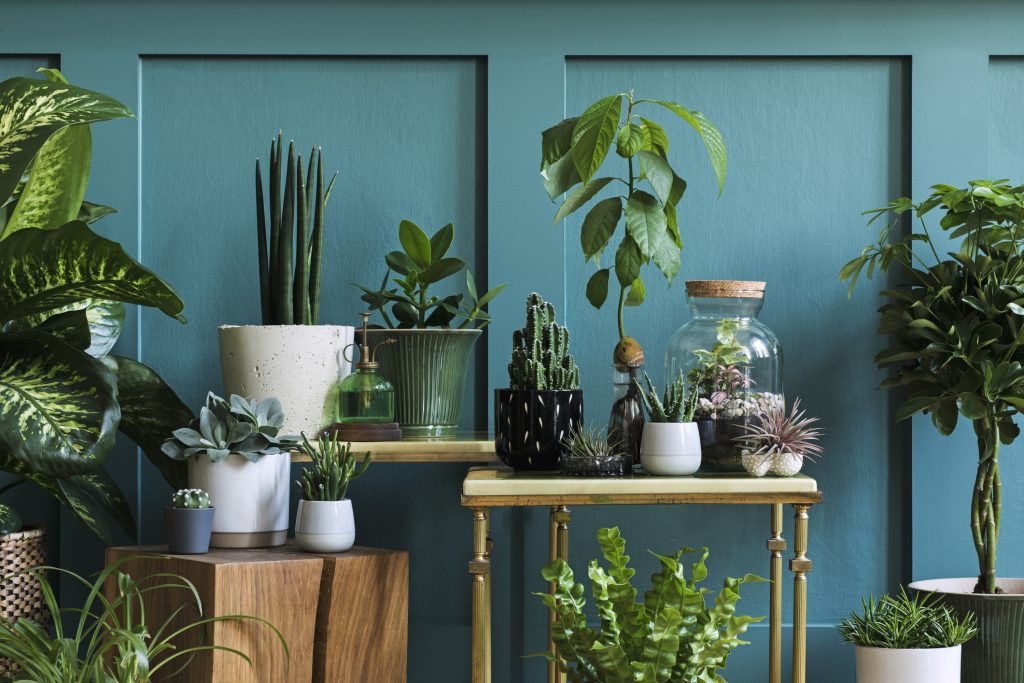 Stylish Composition Of Home Garden Interior Filled A Lot Of Beautiful Plants, Cacti, Succulents, Air Plant In Different Design Pots. Green Wall Paneling. Template. Home Gardening Concept Home Jungle.