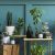 Stylish Composition Of Home Garden Interior Filled A Lot Of Beautiful Plants, Cacti, Succulents, Air Plant In Different Design Pots. Green Wall Paneling. Template. Home Gardening Concept Home Jungle.