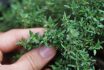 Close Up Of Picking Homegrown Thyme In The Garden