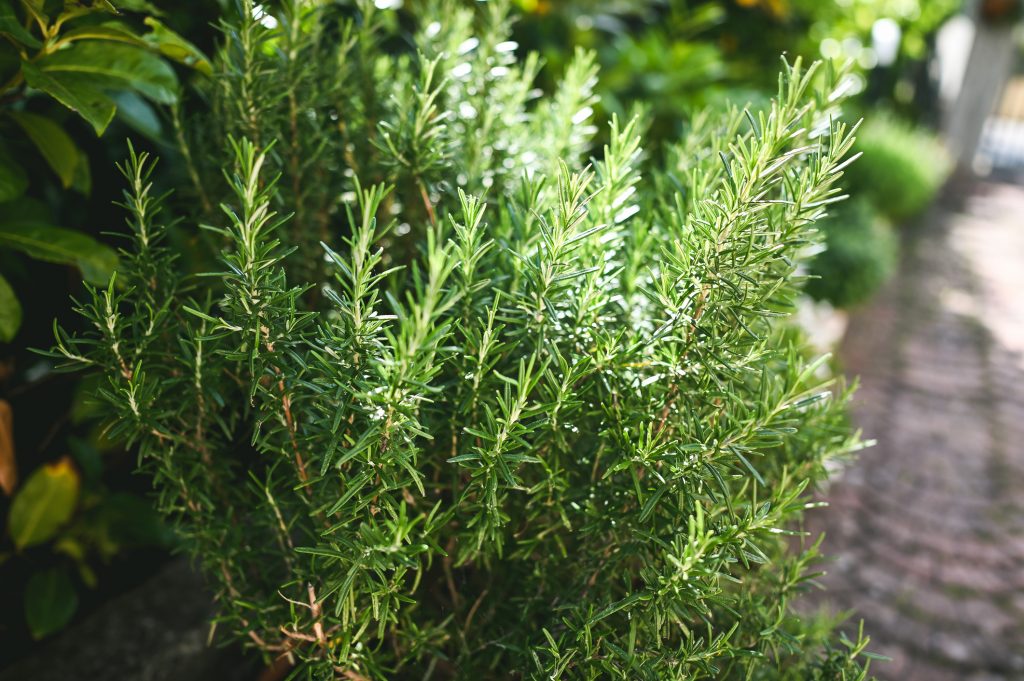 Close Up Of A Rosemary Grows In A Garden.