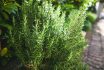 Close Up Of A Rosemary Grows In A Garden.