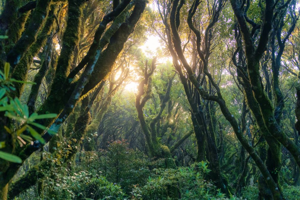 Mysterious Woodland Lush Tropical Rainforest With Sunlight Shines