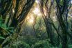 Mysterious Woodland Lush Tropical Rainforest With Sunlight Shines